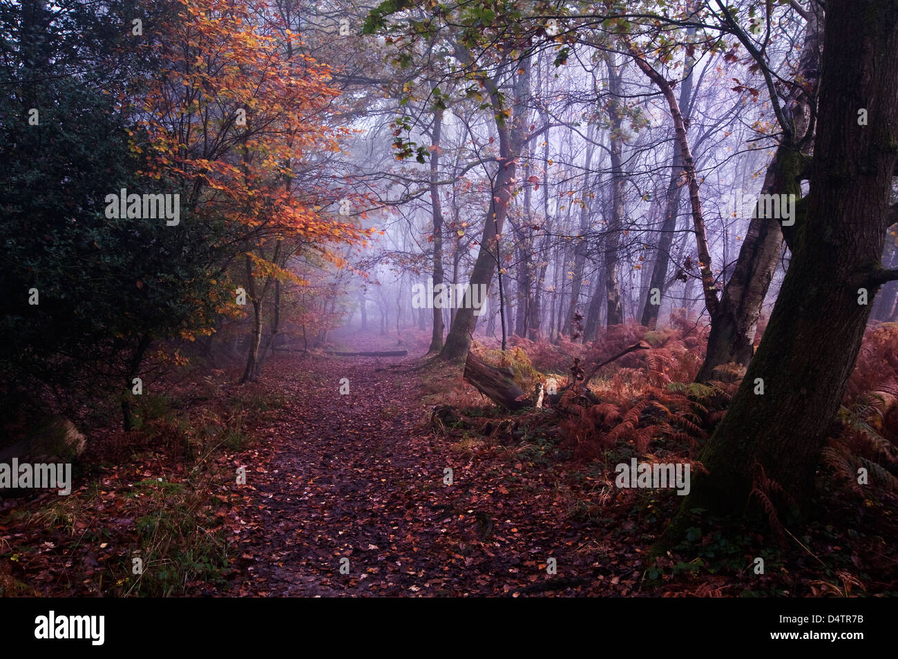 Beautiful forest landscape of foggy misty forest in Autumn Fall Stock ...