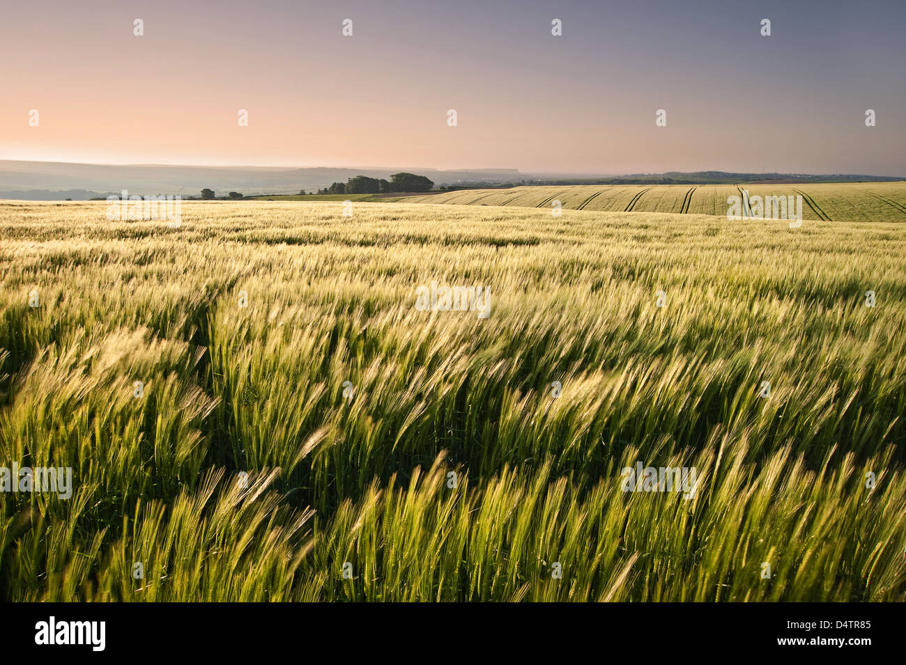 New field of wheat in countryside rural landscape Stock Photo - Alamy