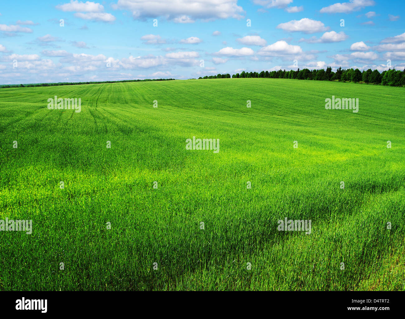 green field and blue sky Stock Photo - Alamy