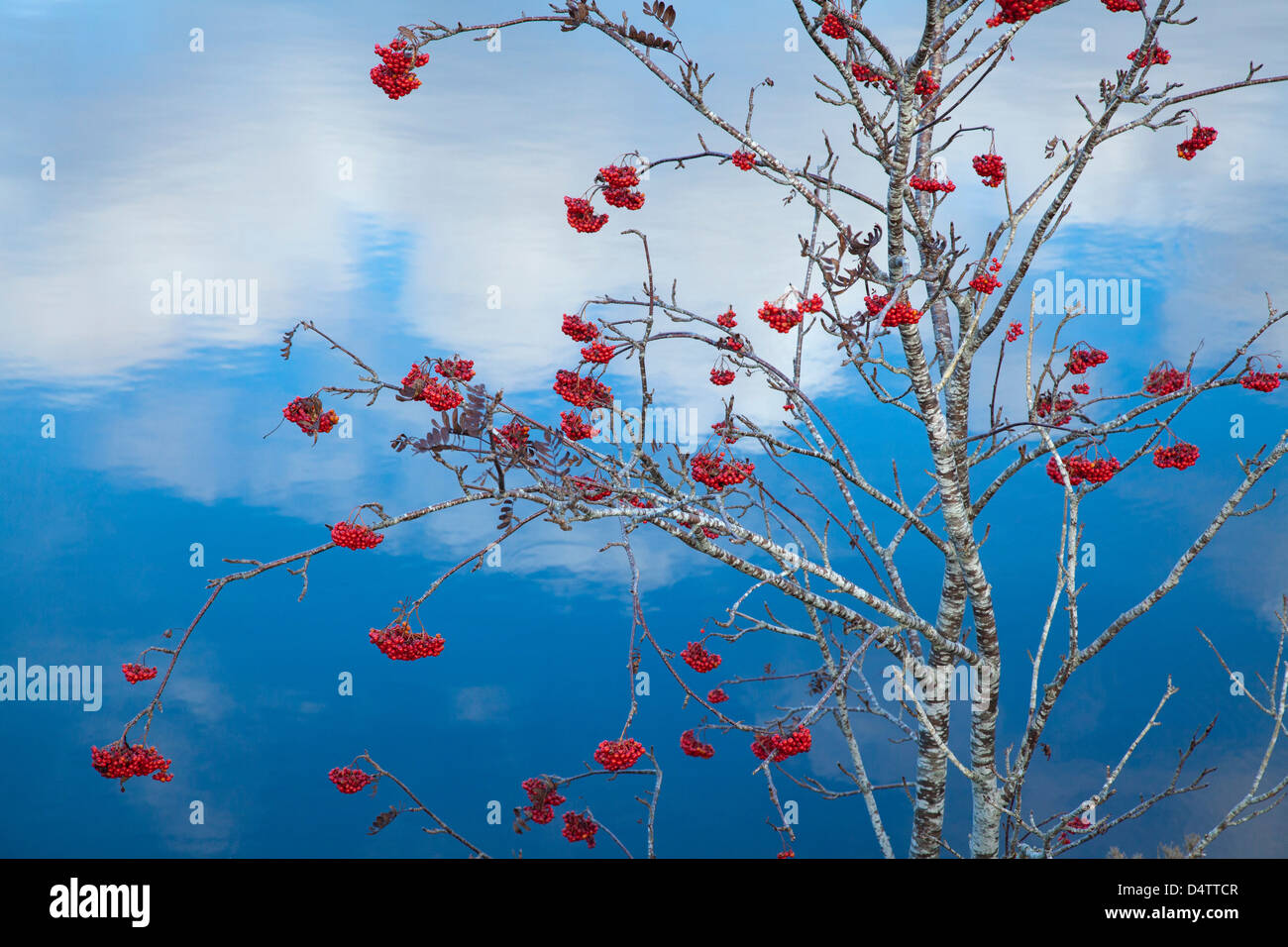 Autumn berries on a rowan tree (sorbus aucuparia) beside Lough Conn, Co Mayo, Ireland. Stock Photo