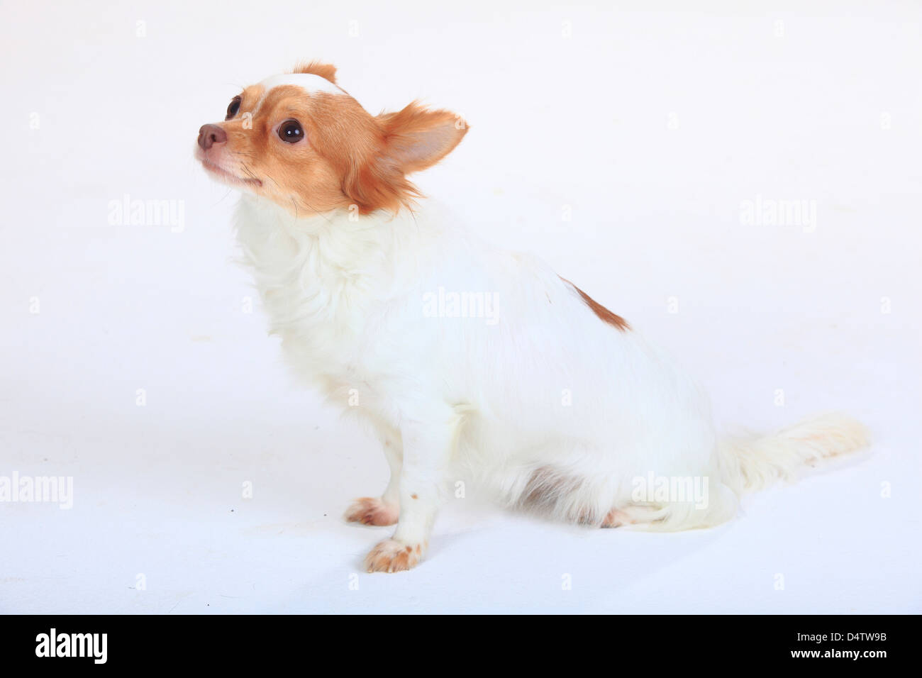 Chihuahua, longhaired |Chihuahua, langhaarig Stock Photo