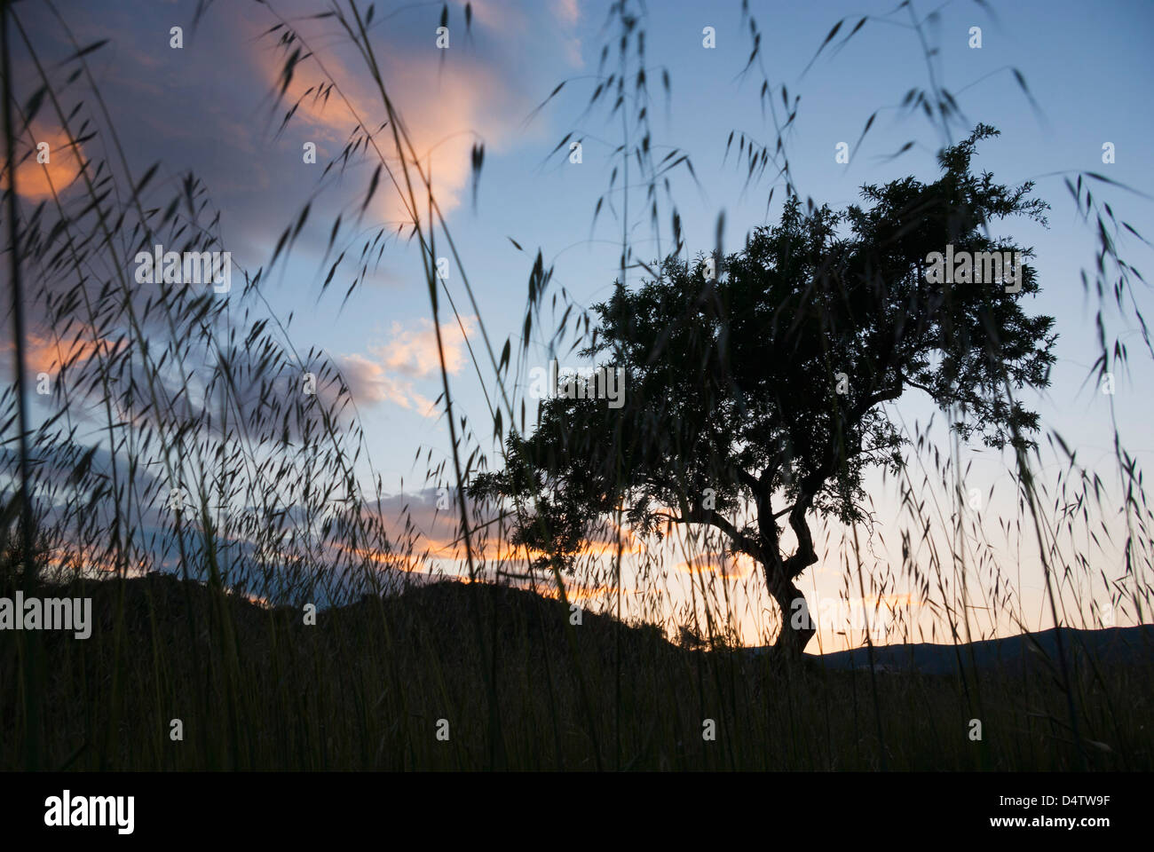 Silhouetted Almond tree at Sunset, Adalusia, Spain Stock Photo