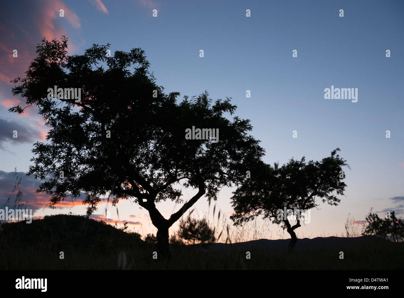 Silhouetted Almond trees at Sunset, Adalusia, Spain Stock Photo