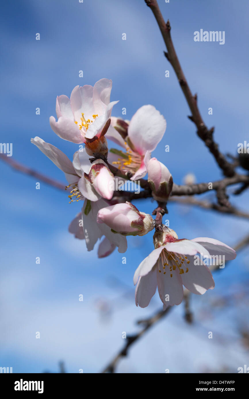 Close up of Spring Almond Tree Blossom, Andalusia / Almeria Province, Spain Stock Photo