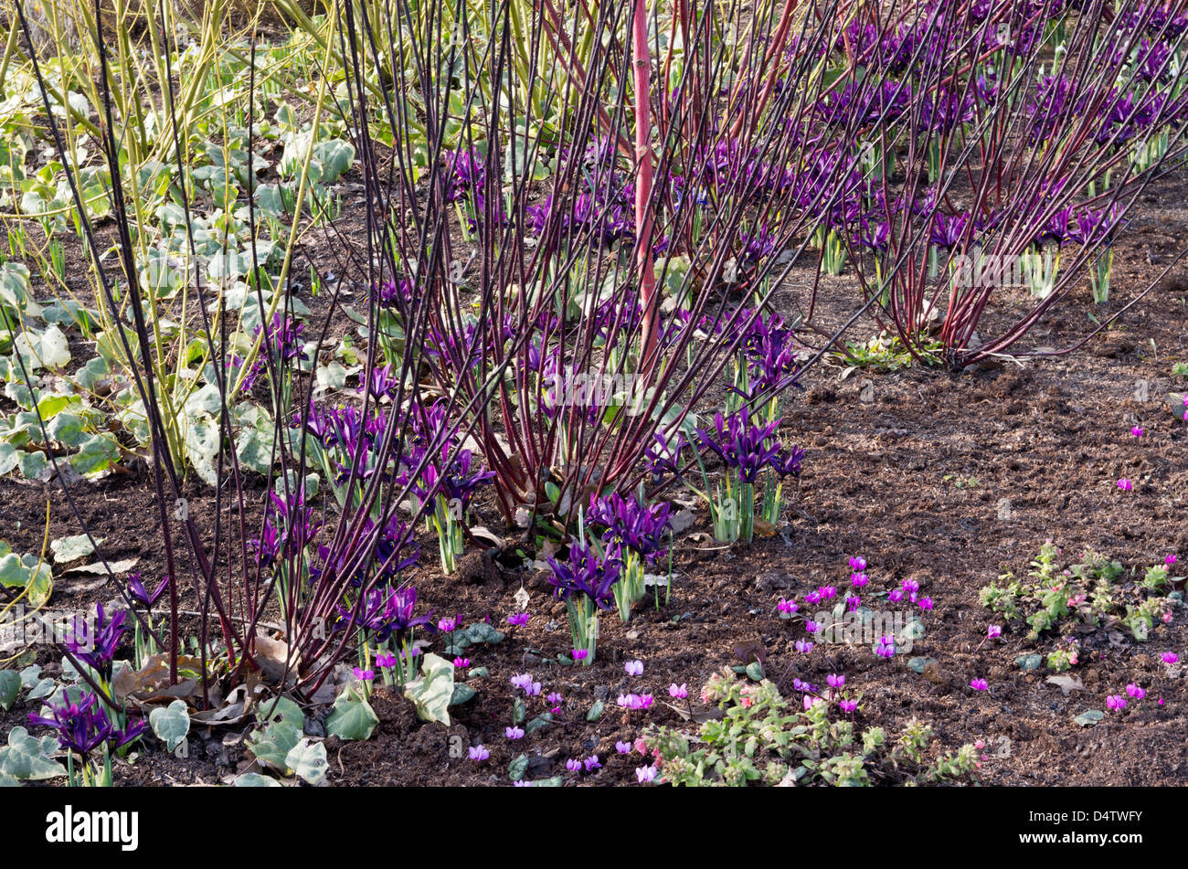 Spring border iris reticulata, cyclamen, and dogwood Stock Photo