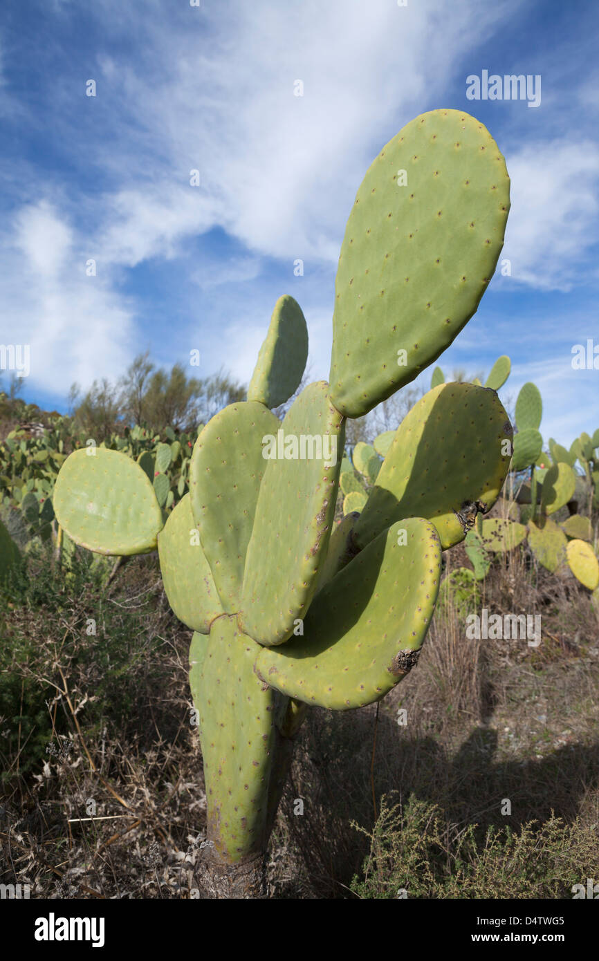 Close up of a Wild Prickly Pear Cactus, Andalusia / Almeria Province, Spain Stock Photo