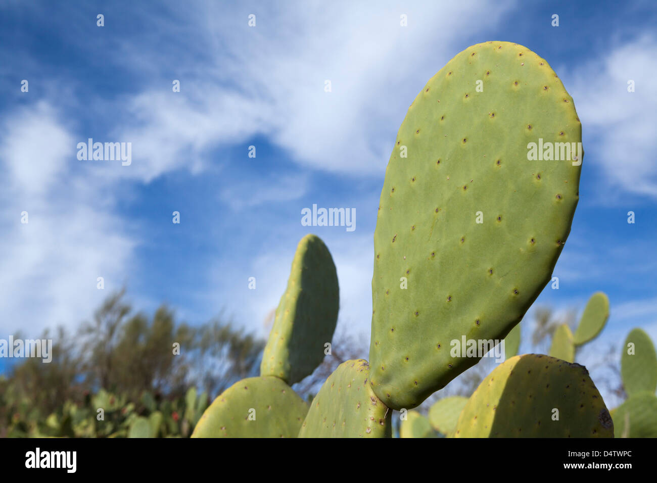 Close up of a Wild Prickly Pear Cactus, Andalusia / Almeria Province, Spain Stock Photo
