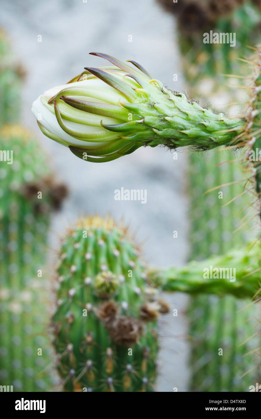 Echinopsis spachiana Cactus, Native to South America. Stock Photo