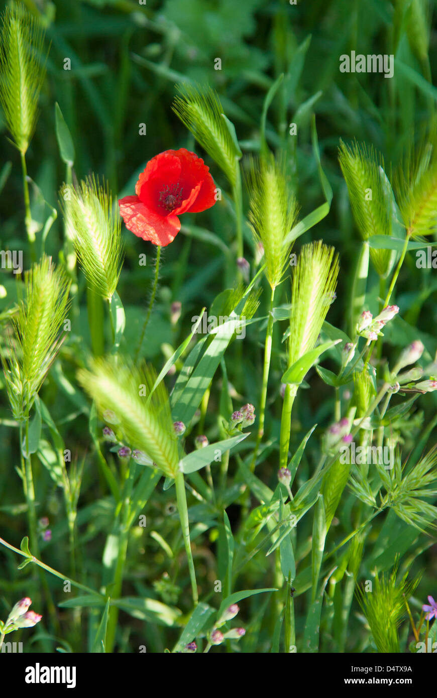 Close up of a Wild Poppy, Almeria province, Spain Stock Photo