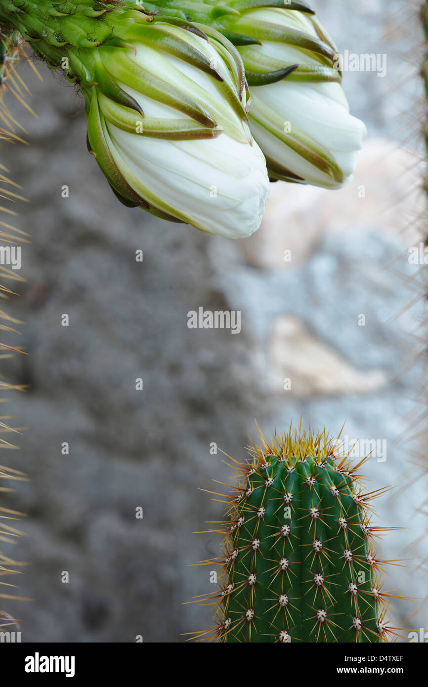 Echinopsis spachiana Cactus, Native to South America. Stock Photo