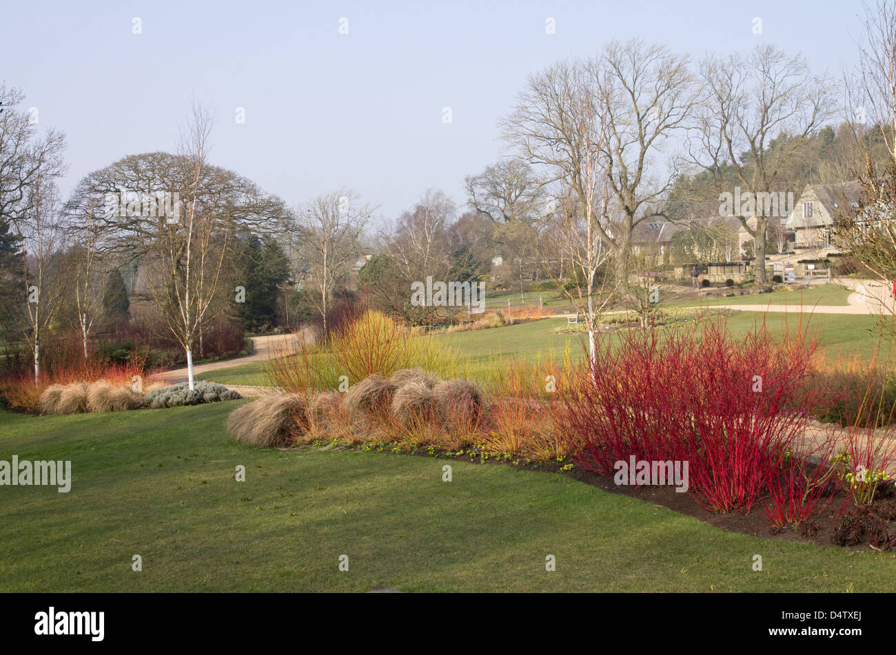 Royal Horitcultural Society Gardens, Harlow Carr, Winter colour Stock Photo