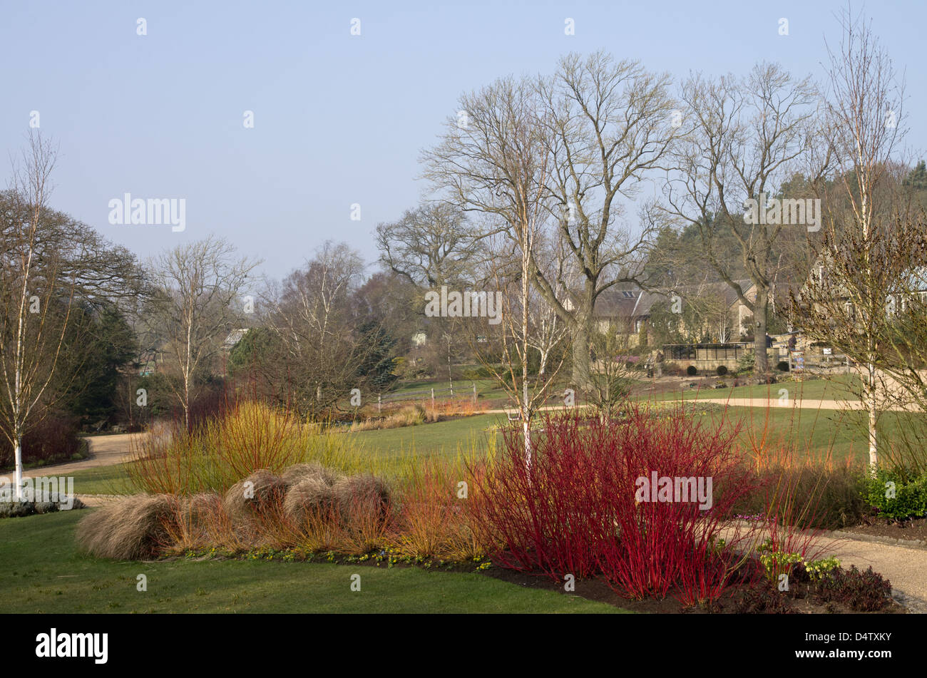 Royal Horitcultural Society Gardens, Harlow Carr, Winter colou Stock Photo