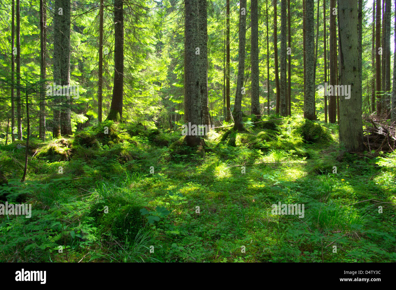 Early morning sun in the green forest Stock Photo - Alamy