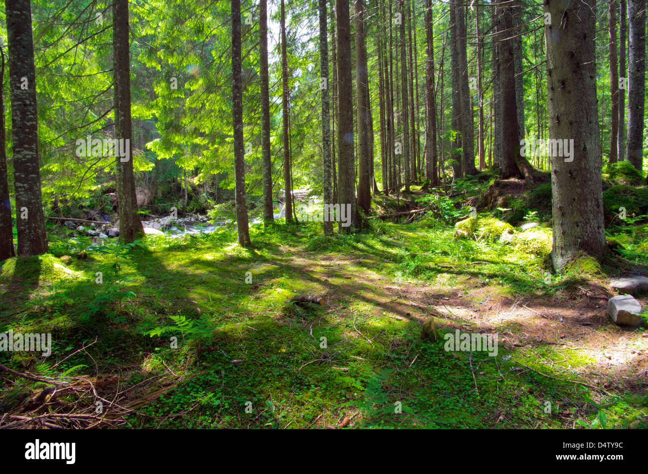 Early morning sun in the green forest Stock Photo - Alamy