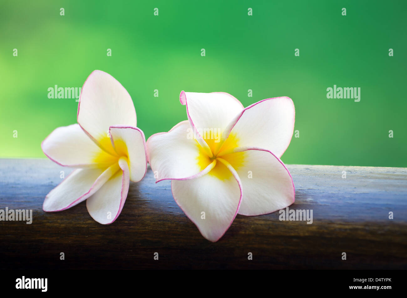 Pink frangipani flowers on green background Stock Photo