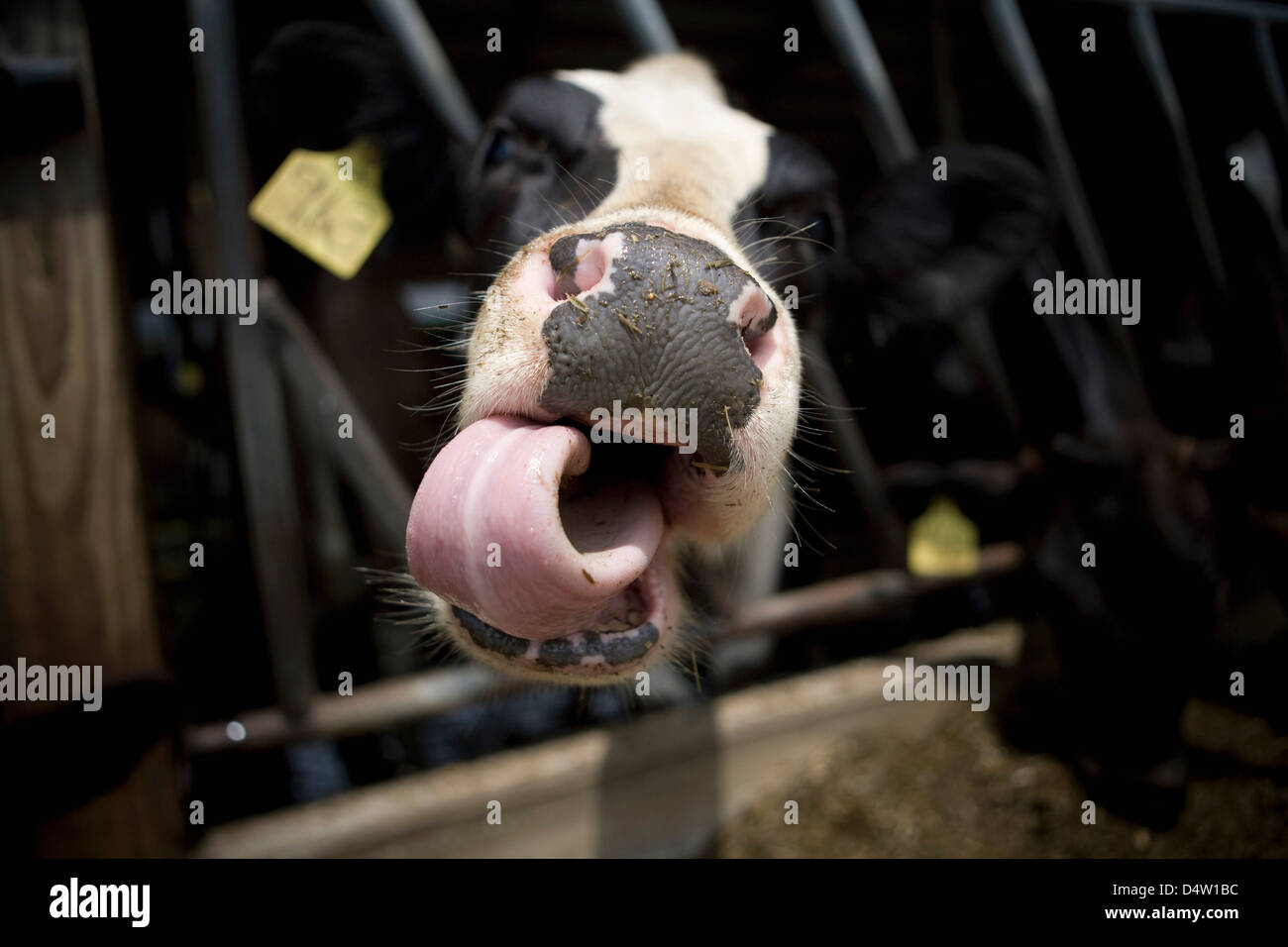 Close up of cow's nose and tongue Stock Photo