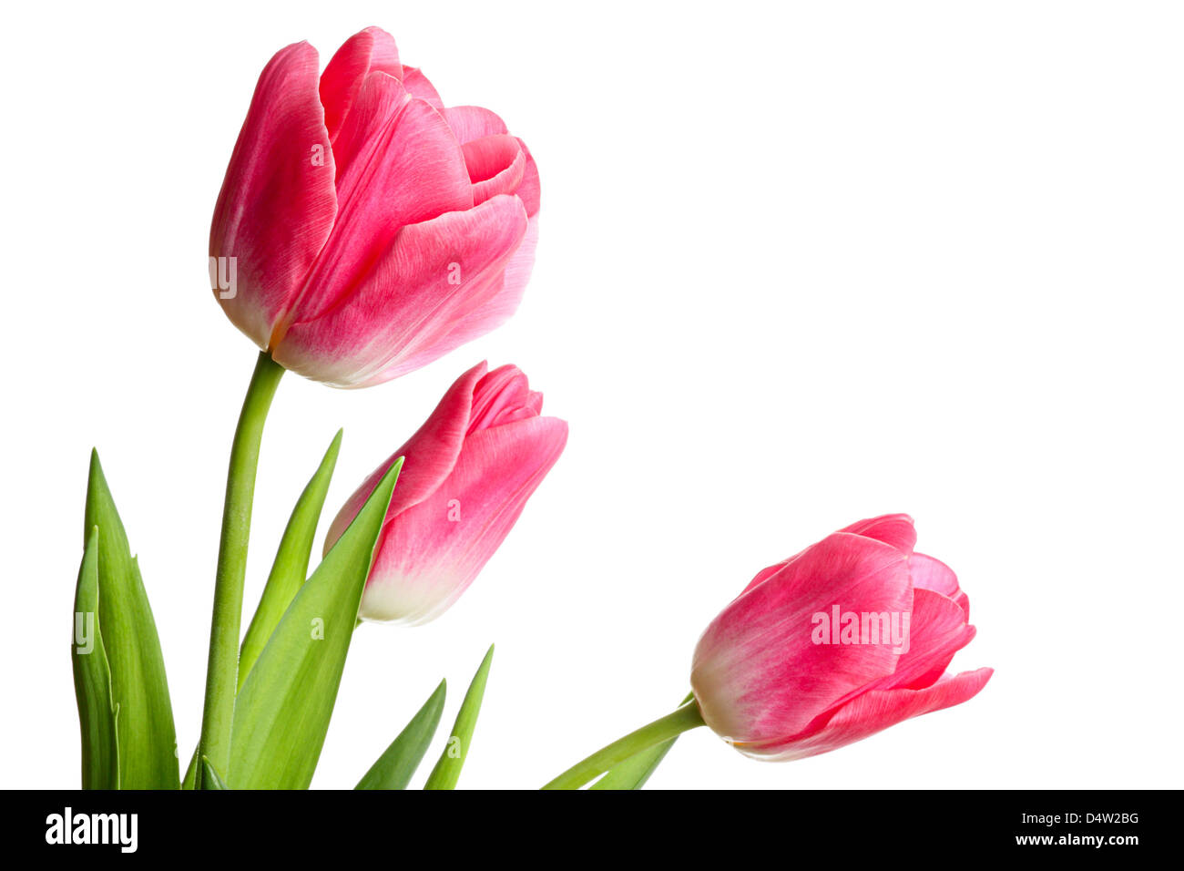 Flowers. Spring bouquet isolated on a white background Stock Photo - Alamy