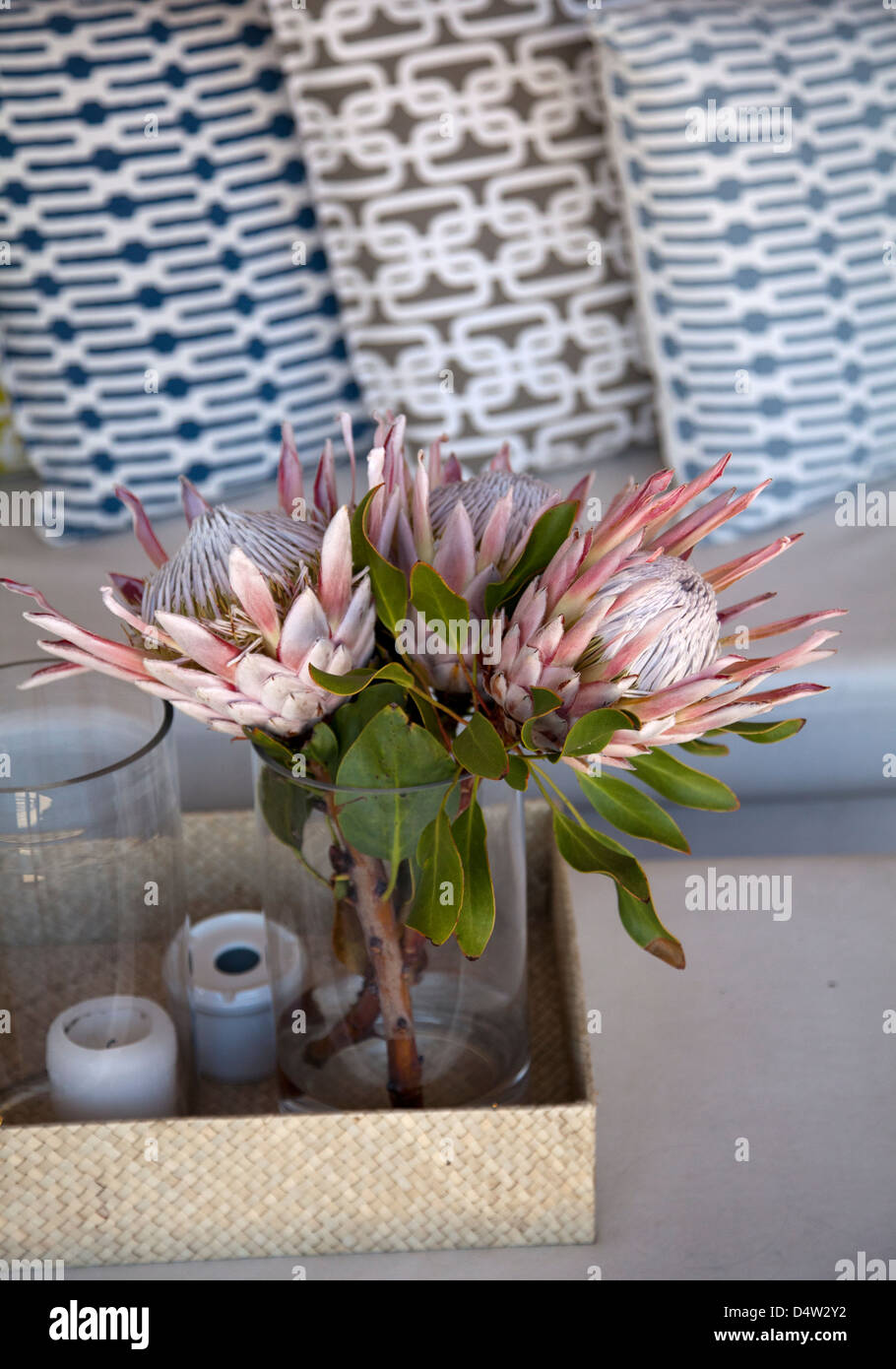Protea Arrangement decor Stock Photo Alamy