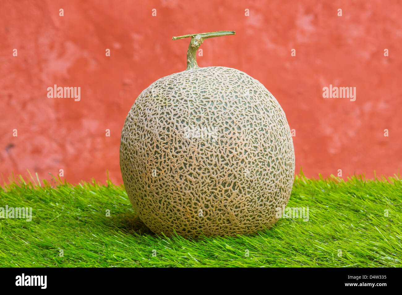 Japanese rock melon on green grass and grunge wall Stock Photo