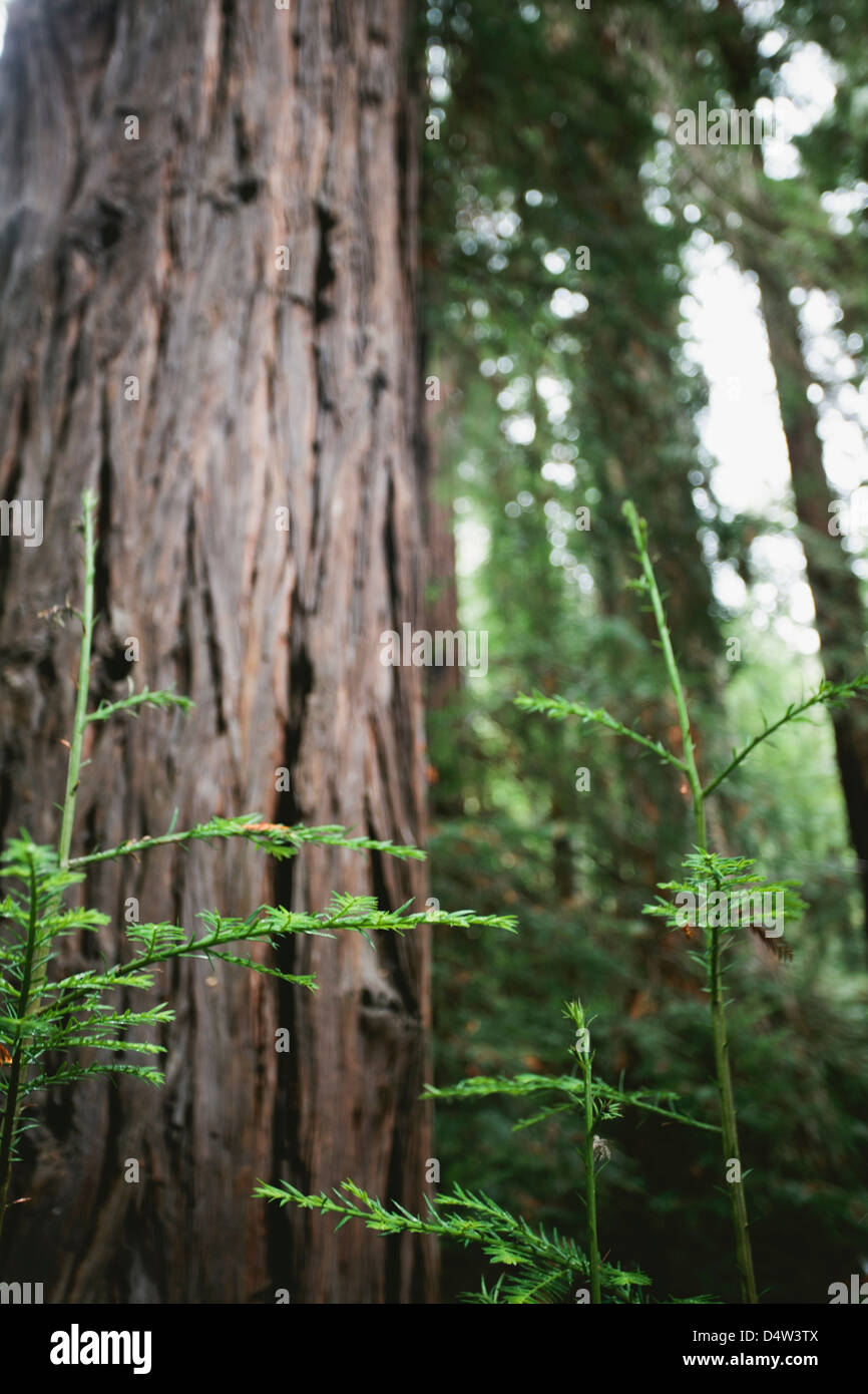 Tree shoots growing in forest Stock Photo