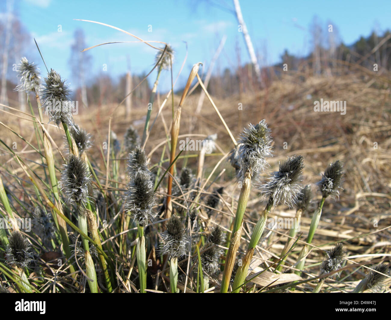 florescence from Hare´s-tail Cotton grass / Eriophorum vaginatum / Scheiden-Wollgras Stock Photo