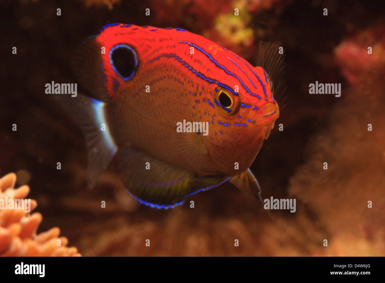 Damselfish swimming in coral reef Stock Photo