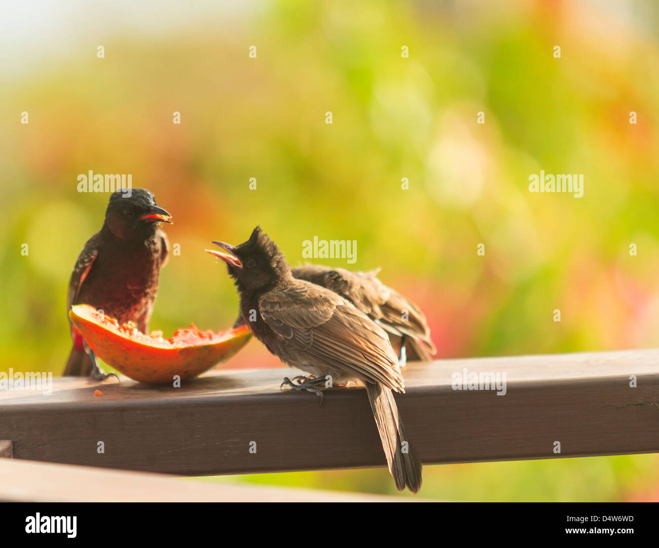Birds eating fruit on wooden ledge Stock Photo Alamy