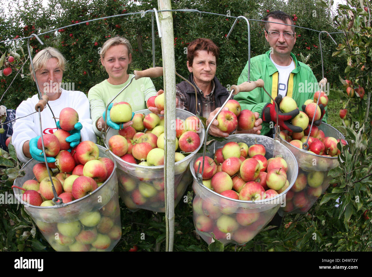 Polish harvest workers of the fruit manor Kleinert present their harvest bags filled with Elstar-apples in Marquardt near Potsdam, Germany, 15 September 2010. This year, the lowest apple harvest outcome since 1992 is expected. With a cultivation area of 106 hectare in Marquardt, of which 42 hectare are used for apples, losses of 30 to 60 per cent are expected this year. Photo: Nest Stock Photo