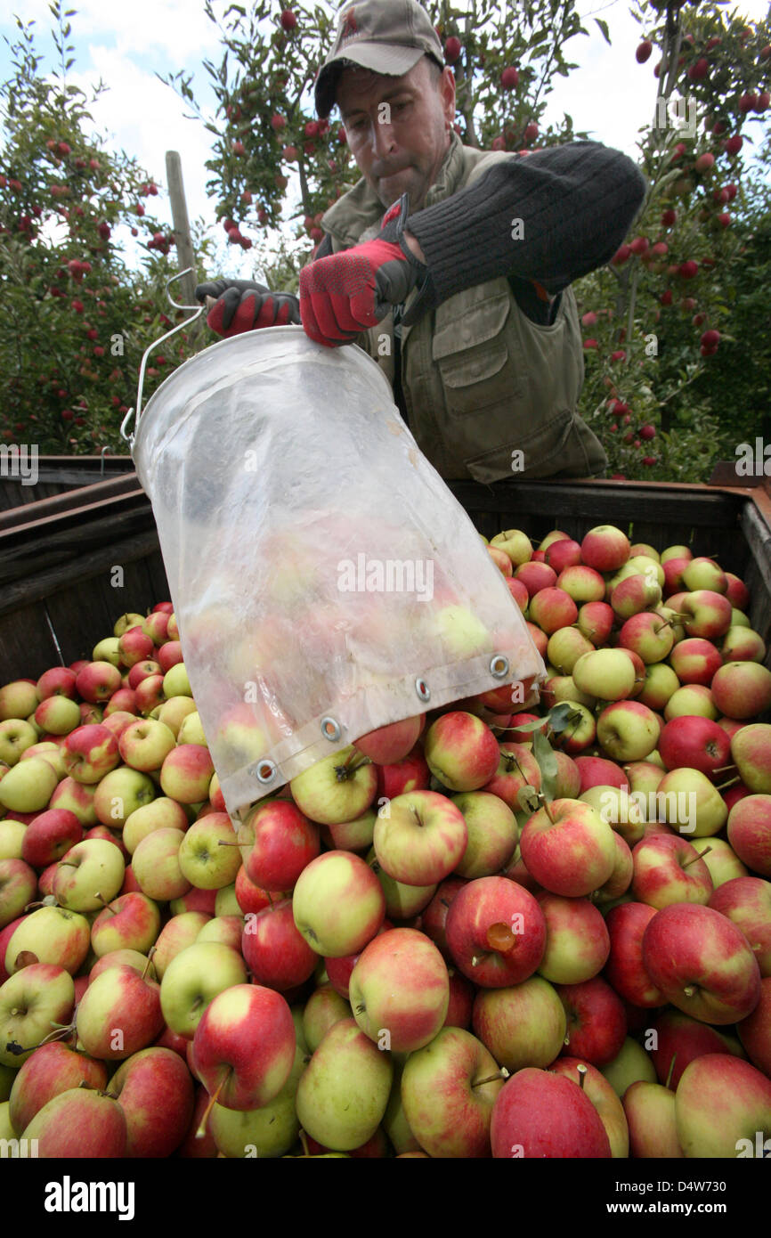 A Polish harvest worker of the fruit manor Kleinert empties his harvest bags filled with Elstar-apples in a container in Marquardt near Potsdam, Germany, 15 September 2010. This year, the lowest apple harvest outcome since 1992 is expected. With a cultivation area of 106 hectare in Marquardt, of which 42 hectare are used for apples, losses of 30 to 60 per cent are expected this yea Stock Photo