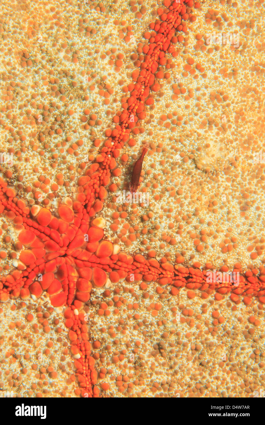 Close up of shrimp on sea star Stock Photo