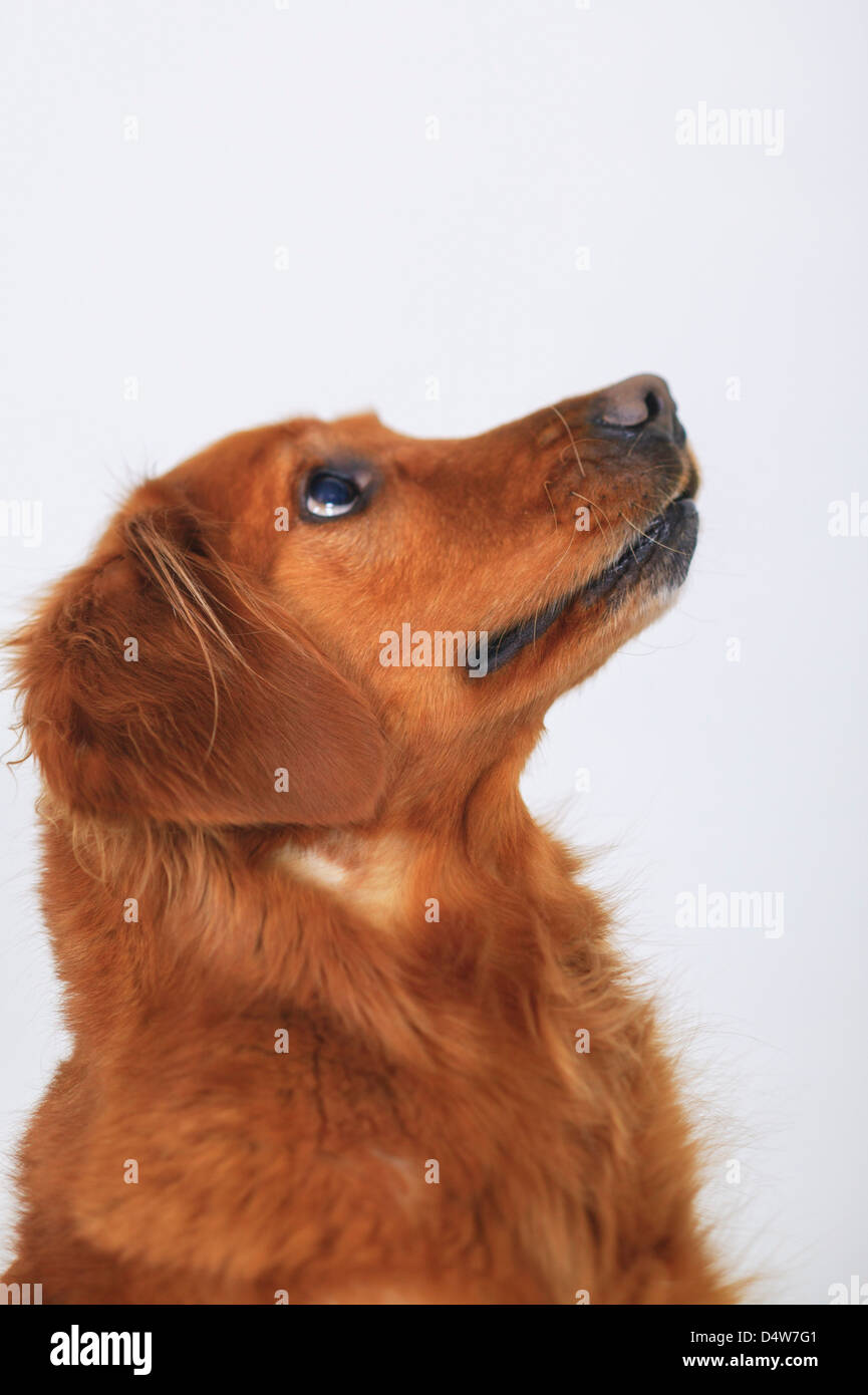 Close up of dog's curious face Stock Photo