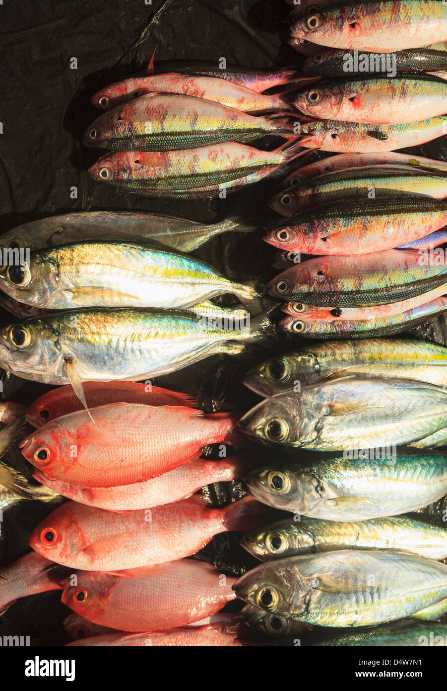 Fish for sale in market hires stock photography and images Alamy