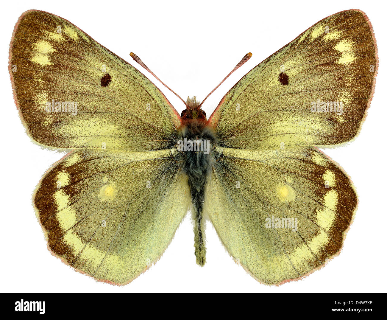 Male Mountain Clouded Yellow butterfly (Colias phicomone) isolated on white background Stock Photo