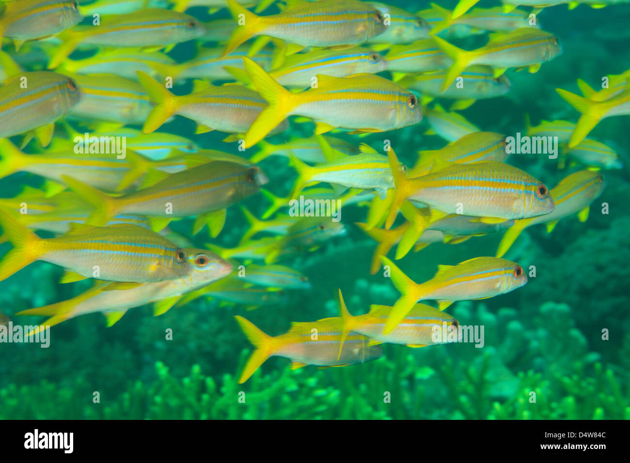 School of goatfish swimming underwater Stock Photo