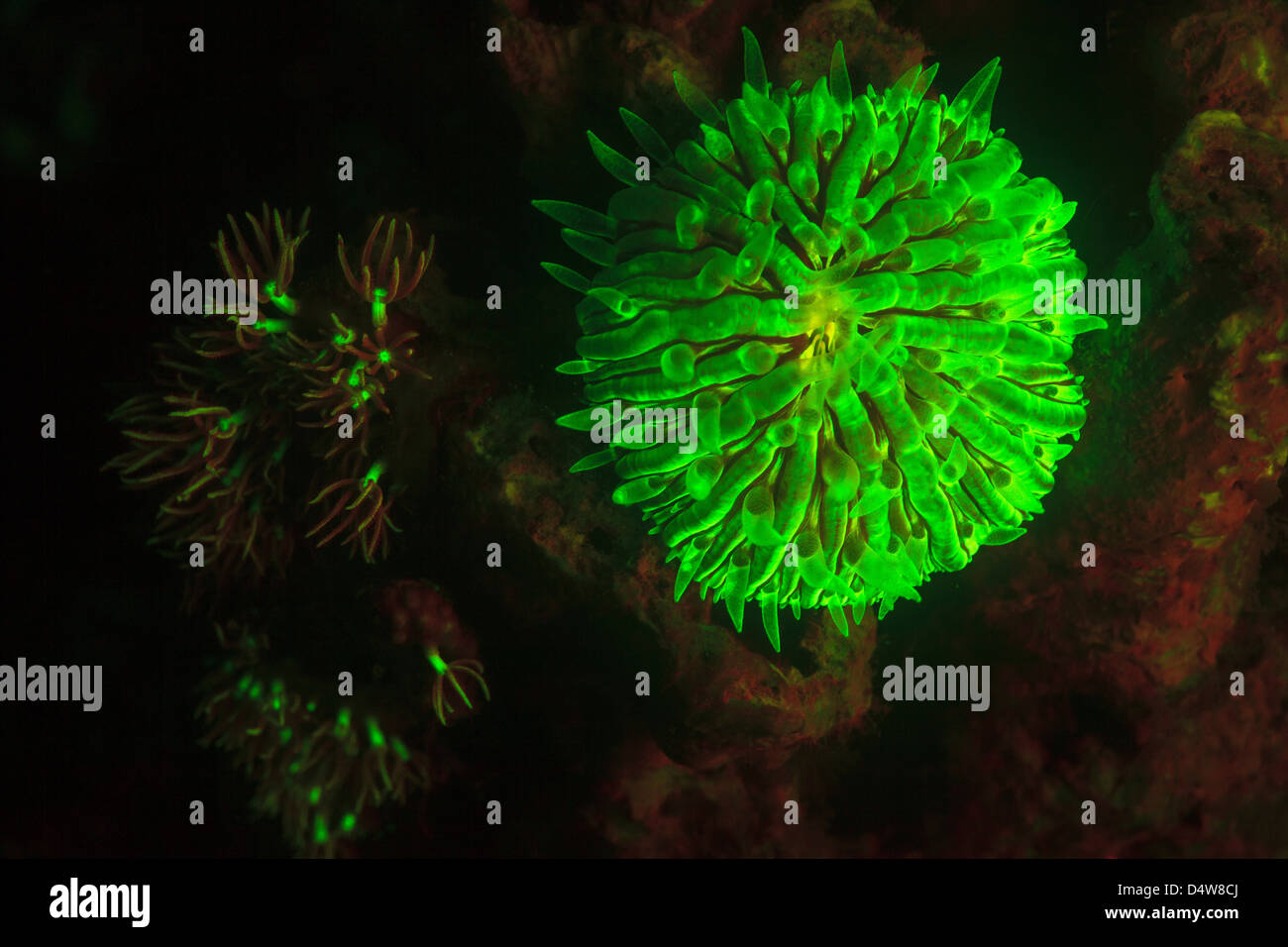 Coral fluorescence hires stock photography and images Alamy