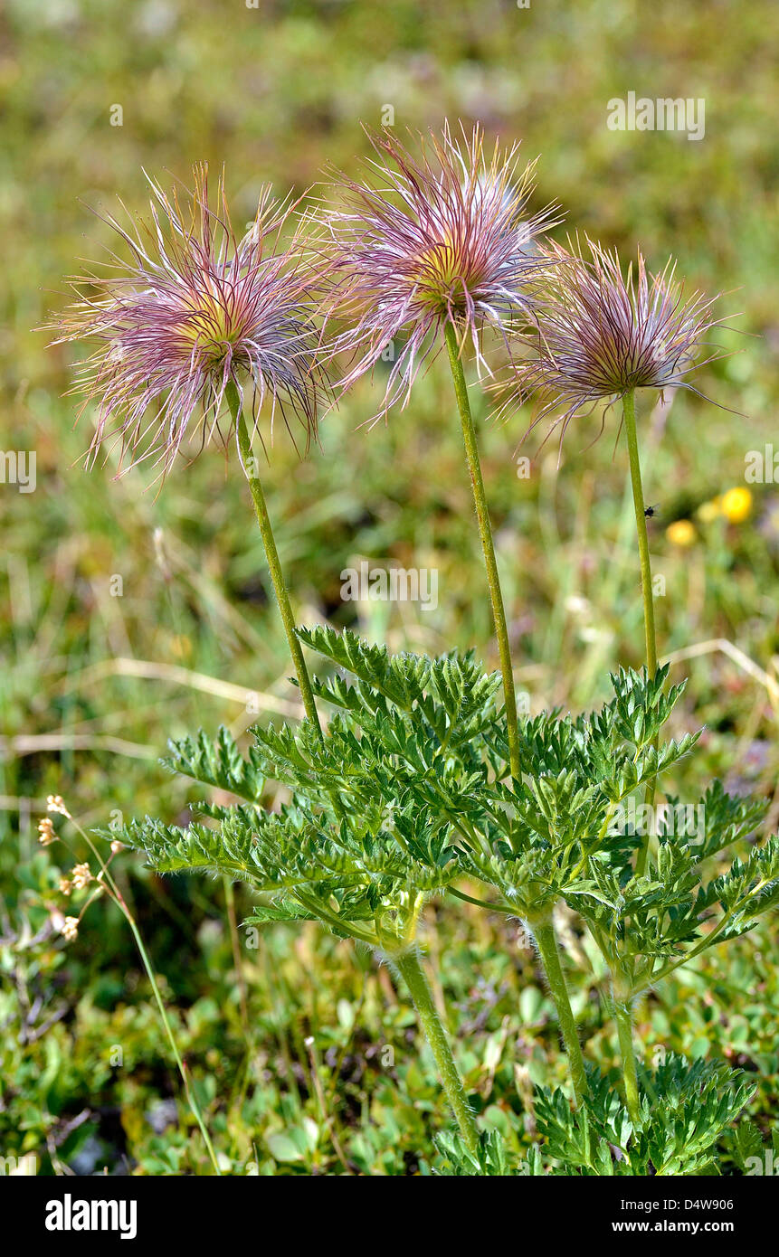 Closeup of three achenes on the Fruit of pasqueflowers (Pulsatilla) in the french Alps Stock Photo