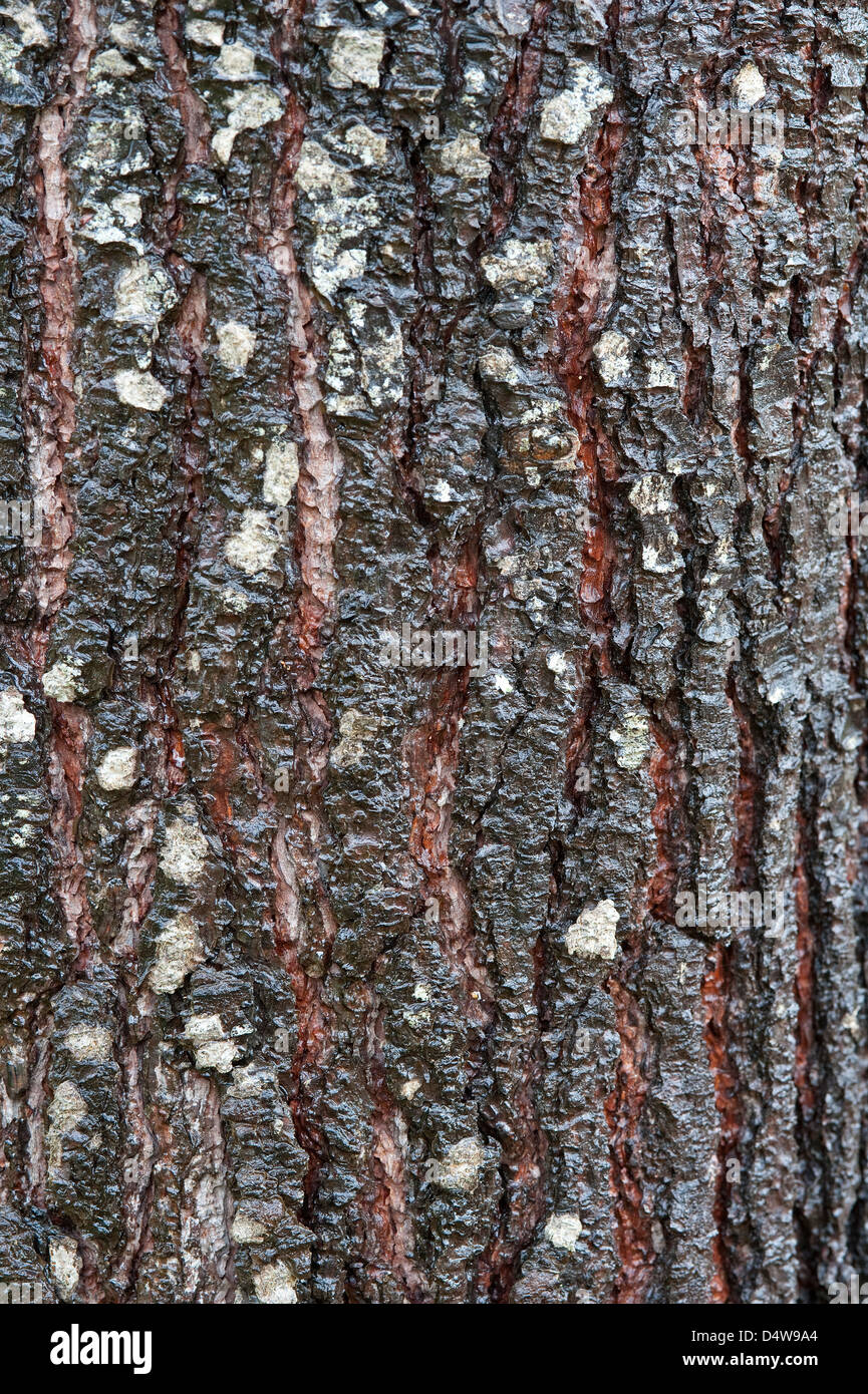 Maritime pine (Pinus pinaster) close-up of bark Trilho Ambiental do Castelejo near Vila do Bispo Costa Vicentina Algarve Stock Photo