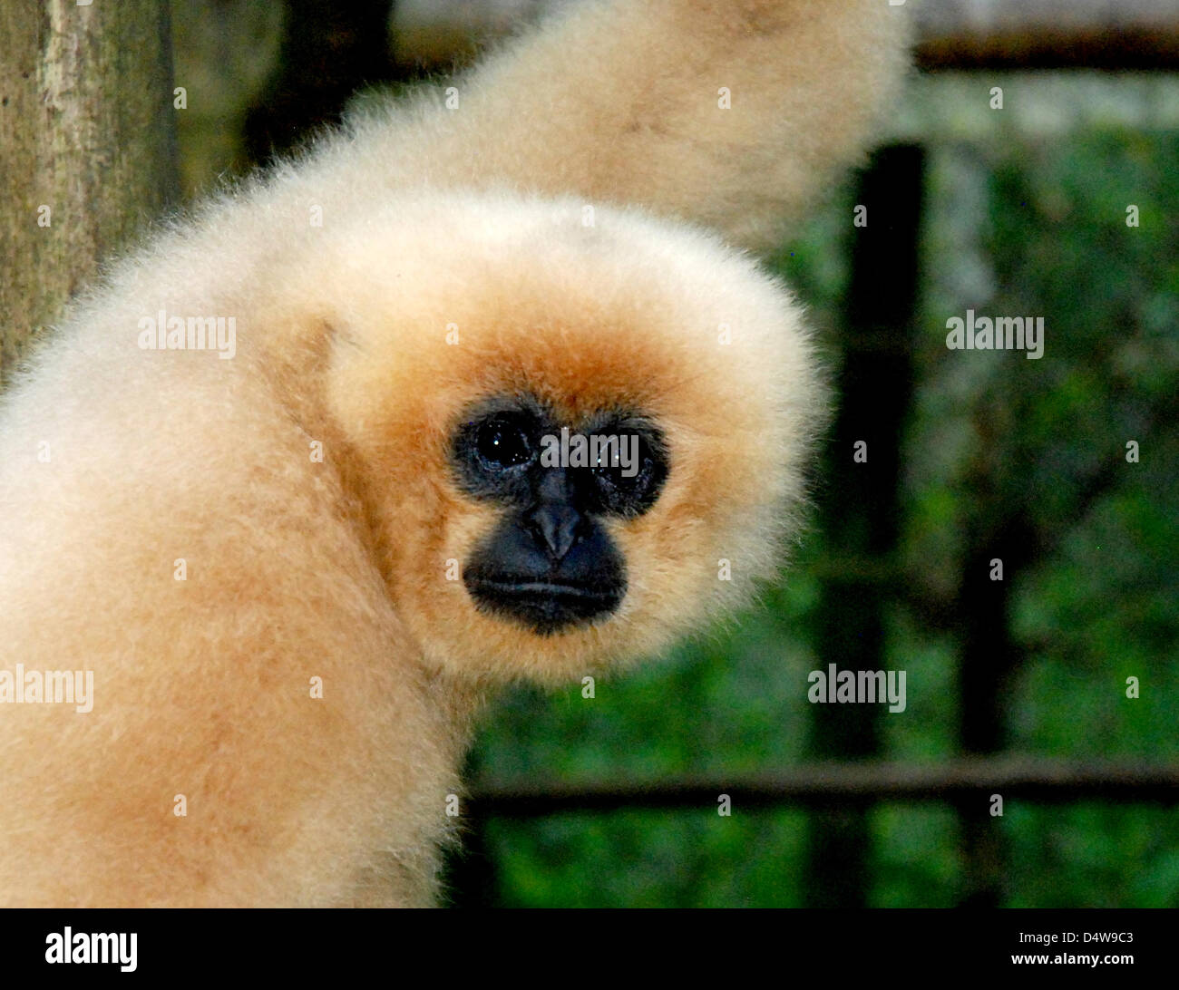 An undated Endangered Primate Rescue Center handout of a Yello-cheeked gibbon in the djungle of Vietnam. Scientists of German Primate Centre (DPZ) discovered a new kind of gibbon species that lives in the remote mountains between Vietnam, Laos and Cambodia. Analyses of DNA and chanting revealed that it is a seperate gibbon species. Photo: TILO NADLER, ENDANGERED PRIMATE RESCUE CENT Stock Photo