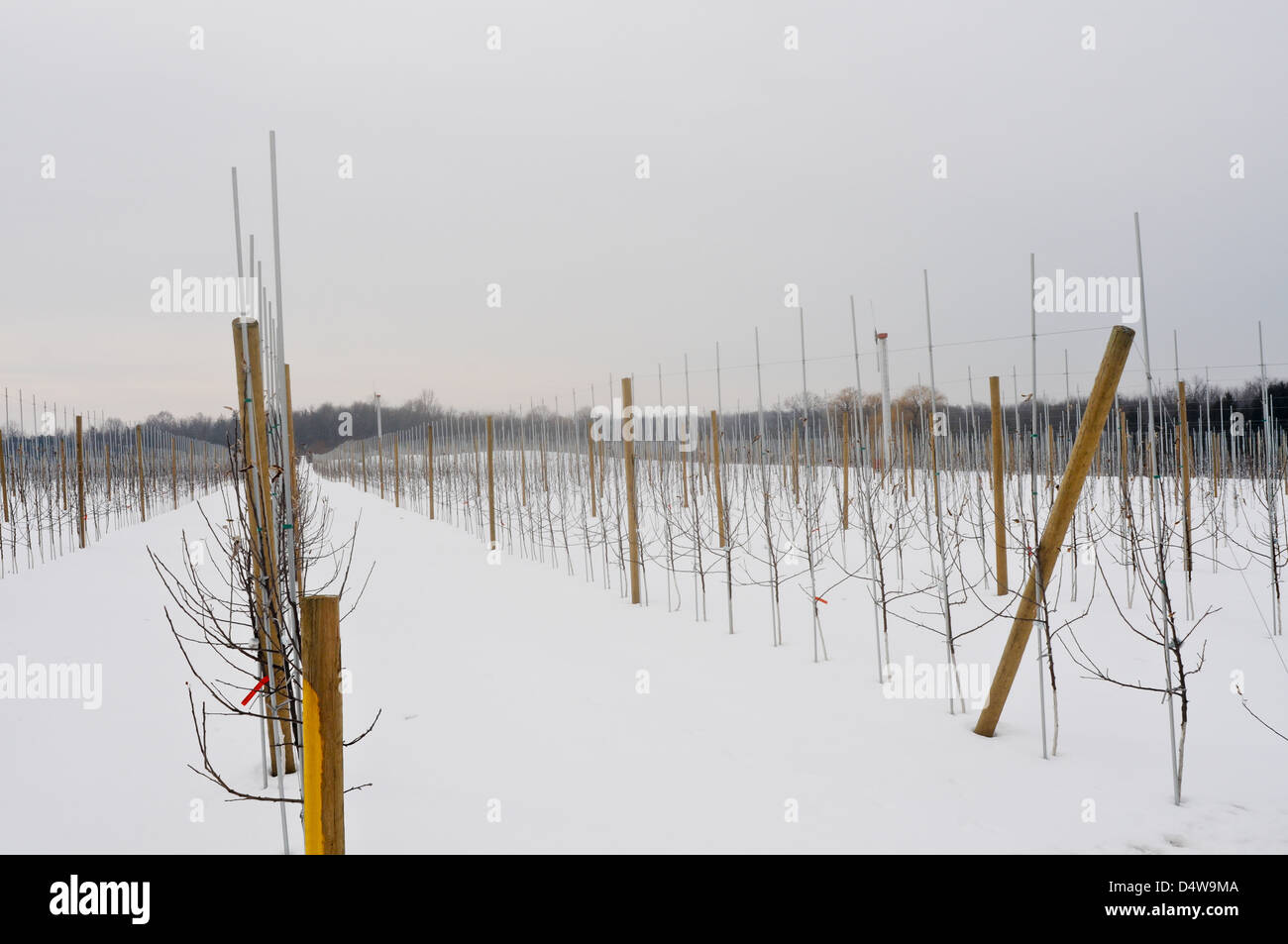 Apple orchard in the winter, Upstate New York Stock Photo