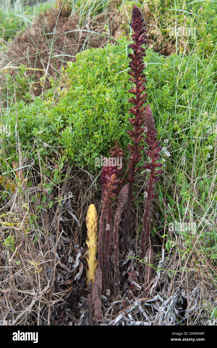 Yellow Broomrape (Cistanche phelypaea) grows at Praia da Amoreira the Costa Vicentina Park Algarve Portugal Europe Stock Photo