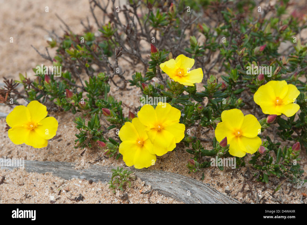 Coast rockrose (Halimium calycinum) flowers on sandy & rocky coastal habitat the Costa Vicentina Park Algarve Portugal Europe Stock Photo