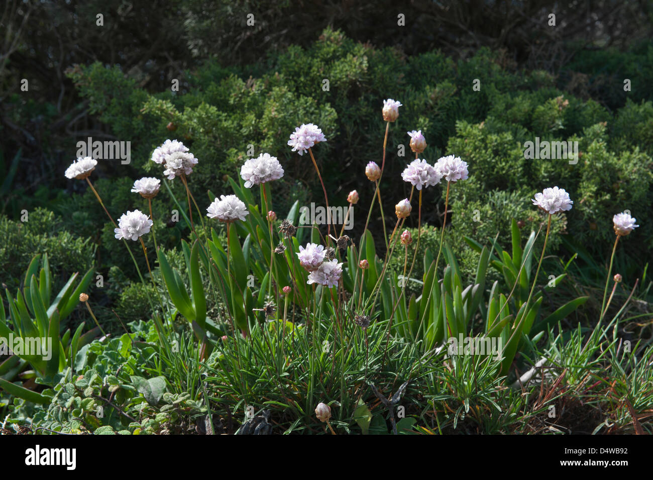 Thrift (Armeria sp.) the Costa Vicentina Park on the way from Cabo de Sao Vicente Algarve Portugal Europe early March Stock Photo