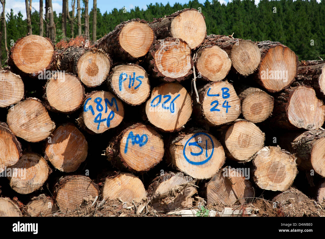 Logging of plantation planted Pinus Radiata timber - stacks of sawn logs ready for transportation Stock Photo