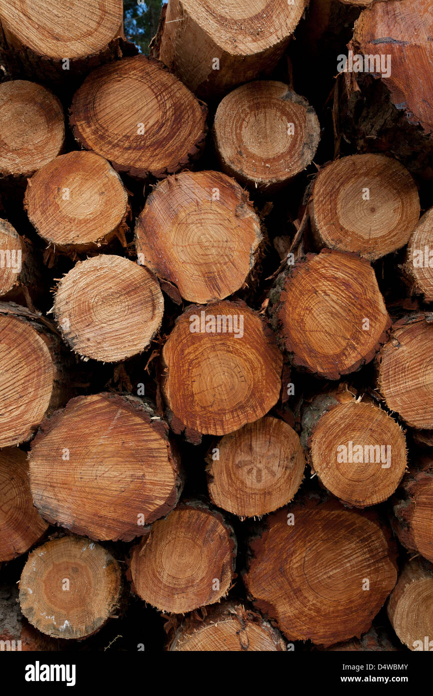 Logging of plantation planted Pinus Radiata timber - stacks of sawn logs ready for transportation Stock Photo