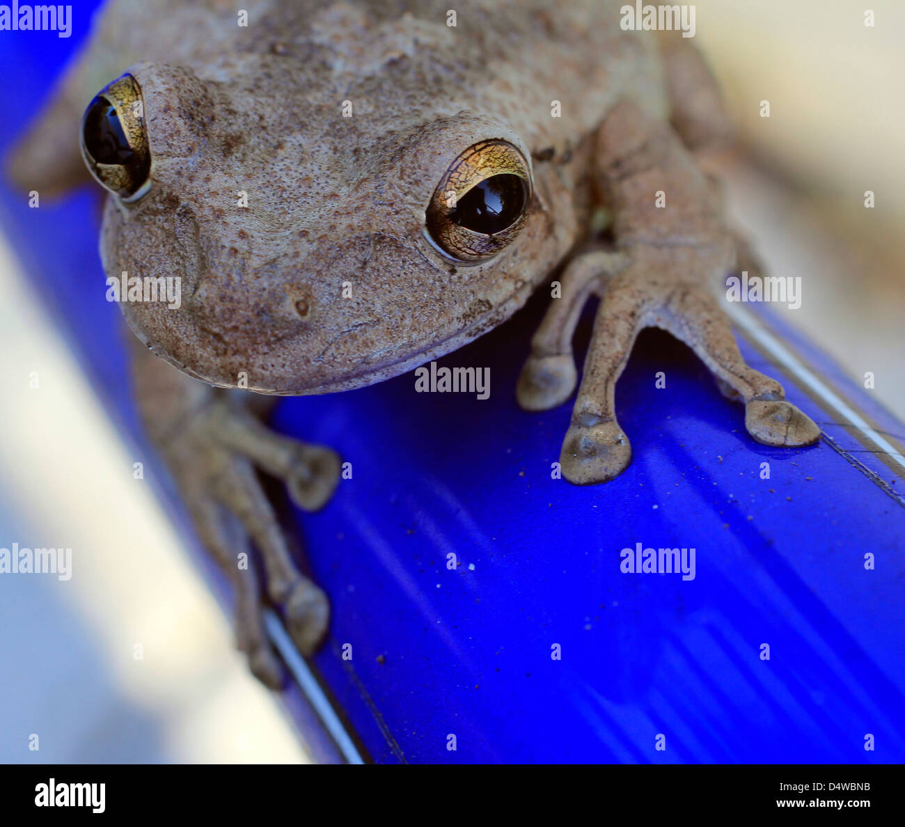Cuban tree frog on a bright blue metal bar Stock Photo