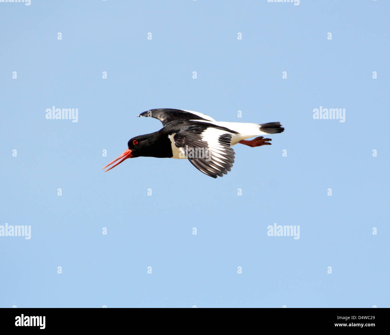 Close-up of a Common Pied Oystercatcher (Haematopus ostralegus) in flight Stock Photo