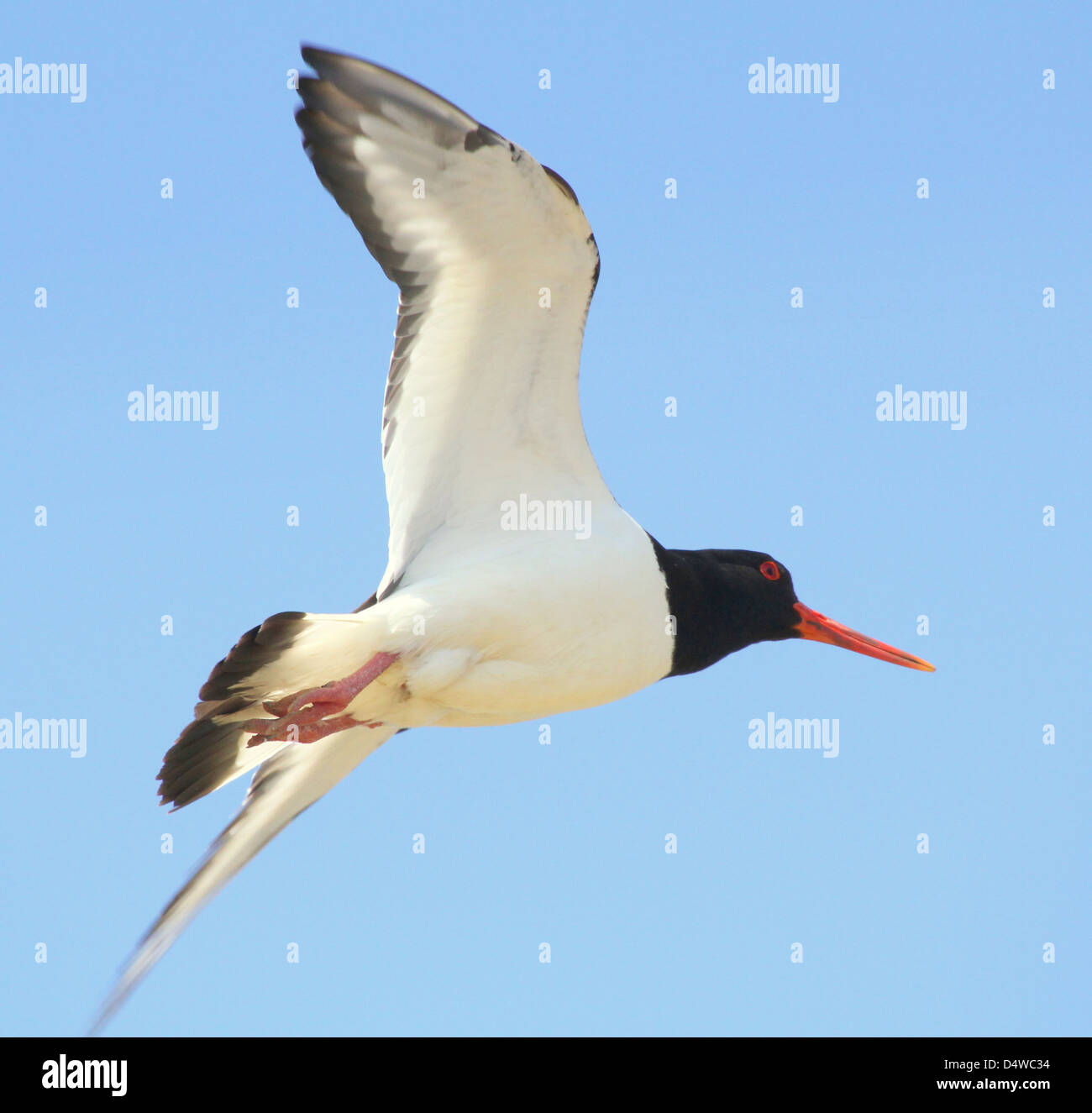 Close-up of a Common Pied Oystercatcher (Haematopus ostralegus) in flight Stock Photo