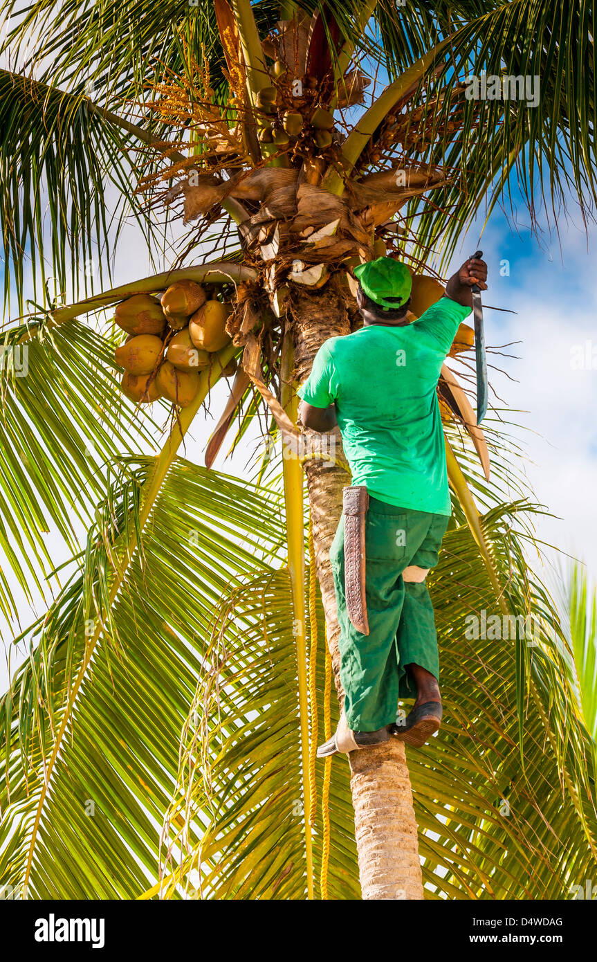 man cutting coconuts,punta cana,dominican republic,caribbean Stock