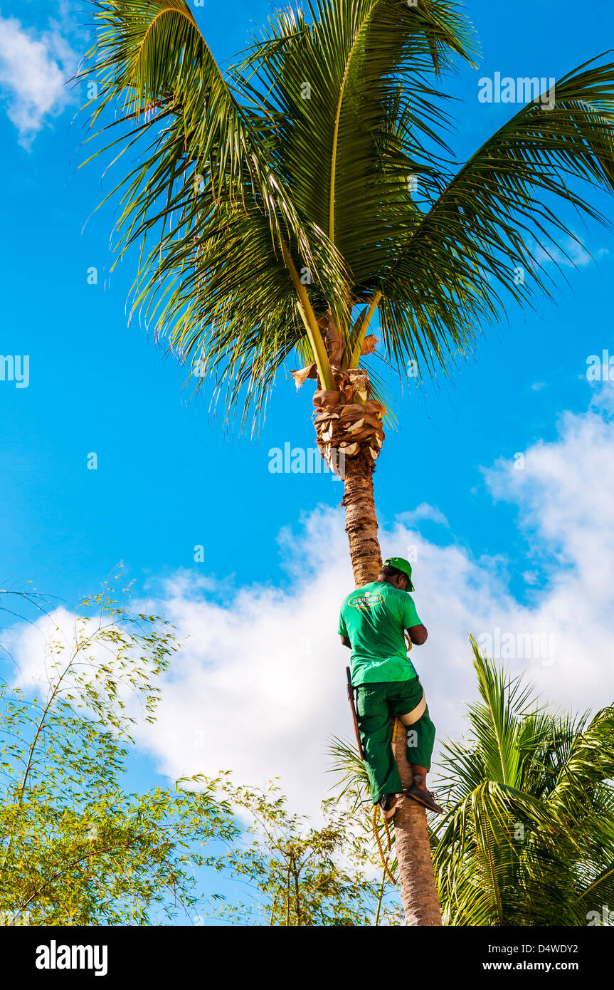 man cutting coconuts,punta cana,dominican republic,caribbean Stock Photo Alamy