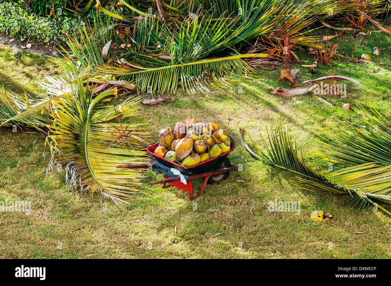 coconuts; Dominican Republic; Punta Cana; Caribbean Stock Photo Alamy